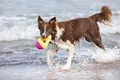 Következő termékkép Aqua Toy cápauszony, úszó, TPR, 18 évesen