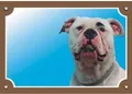 Színes jel Figyelem kutya, amerikai bulldog