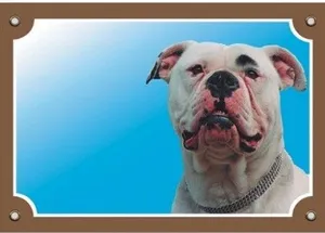 Színes jel Figyelem kutya, amerikai bulldog