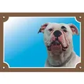 Következő termékkép Színes jel Figyelem kutya, amerikai bulldog