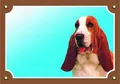 Színes jel Figyelem kutya, Basset Hound