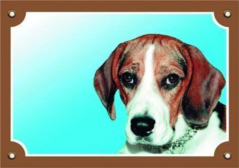 Termék főképe Barevná cedulka Pozor pes, Beagle