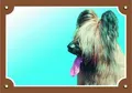 Színes jel Figyelem kutya, Briard fény