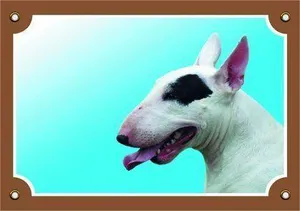 Színes jel Figyelem kutya, Bullterrier szuka