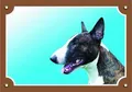 Színes jel Figyelem kutya, Bullterrier kutya