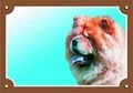 Színes jel Figyelem kutya, Chow Chow