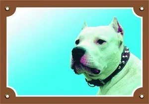 Színes jel Figyelem kutya, Doga Argentino