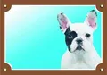 Színes jel Figyelem kutya, francia bulldog fény