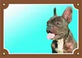 Színes jel Figyelem kutya, sötét francia bulldog
