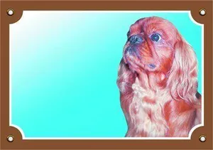 Színes jel Figyelem kutya, Cavalier King Charles