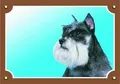 Színes jel Figyelem kutya, Schnauzer bors és só