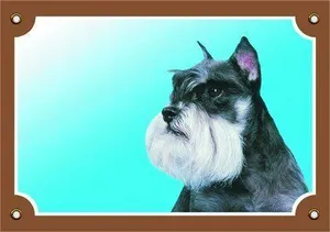 Színes jel Figyelem kutya, Schnauzer bors és só