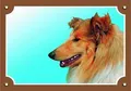 Színes jel Figyelem kutya, Collie
