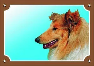 Színes jel Figyelem kutya, Collie