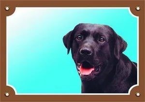 Színes jel Figyelem kutya, fekete labrador