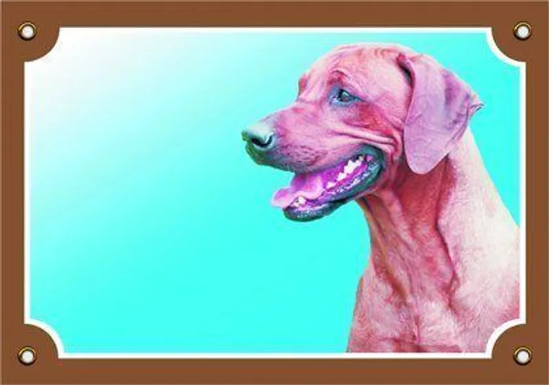 Termék főképe Barevná cedulka Pozor pes, Rhodéský ridgeback