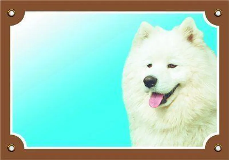 Termék főképe Barevná cedulka Pozor pes, Samojed