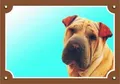 Színes jel Figyelem kutya, Sharpei