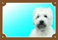 Színes jel Figyelem kutya, West highland fehér terrier