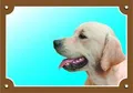 Színes jel Figyelem kutya, Golden retriever