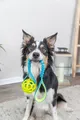 Következő termékkép Bungee Tugger, TPR golyós vontató, 7/48 cm-rel