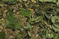 Következő termékkép Adjunk széna ÉLMÉNY - gyógynövény keverék 60 g