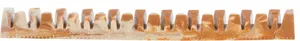 Denta Fun Veggie Jaw Bone, csontos "pofa", 22 cm, 85 g