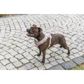 Következő termékkép FlexMesh Premium postroj, široký střih, tělováM: 58-80 cm/20 mm