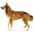 Melegítő bugyi de Luxe TRIXIE S-M: 32-39 cm
