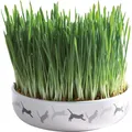 Kerámia füves tál macskáknak 15x4cm, 50g fűmag