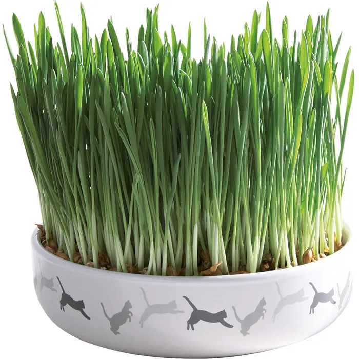 Termék főképe Keramická miska na trávu pro kočky 15x4cm, 50g travní semeno