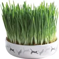 Kerámia füves tál macskáknak 15x4cm, 50g fűmag