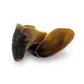 Következő termékkép KIDDOG 100 % Natural Snack, hovězí kopyto - pazneht