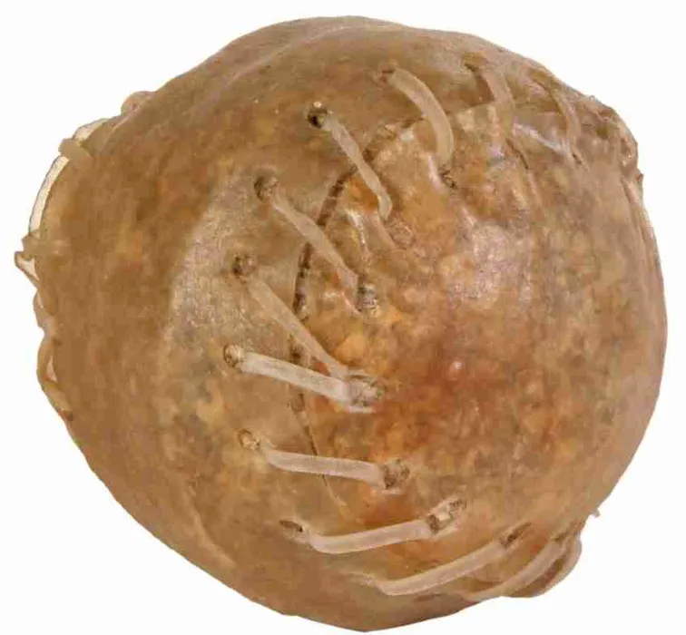 Termék főképe Koule z buvolí kůže - plněná velká 170g/8cm