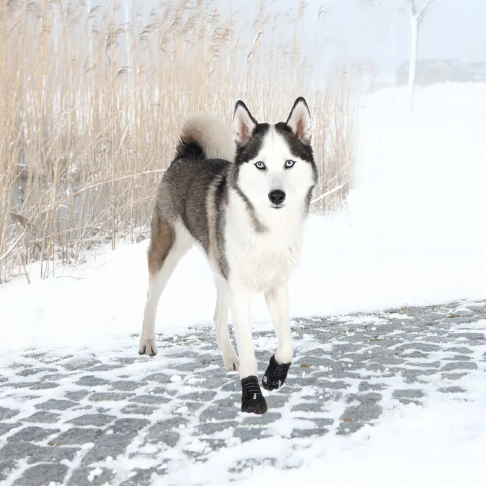 Termék főképe Ochranné boty WALKER ACTIVE, 2 ks L-XL: zlatý retrívr