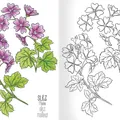 Következő termékkép A5-es kifestő - Herbárium I.