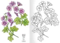 Következő termékkép A5-es kifestő - Herbárium I.