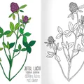 Következő termékkép A5 kifestő - Herbárium II.