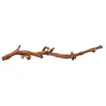 Természetes terráriumi dekoráció, szőlőág M 30-40cm