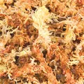 Következő termékkép Tőzegmoha, trópusi terráriumi aljzat 100 g
