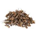 Szárított tücsök 250 ml/25 g