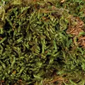 Következő termékkép Terráriumi moha, szubsztrát terráriumi páratartalomhoz 200 g