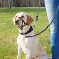 Következő termékkép TOP TRAINER edzőkötőfék L 31cm TRIXIE
