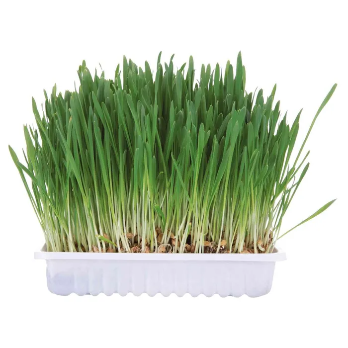 Termék főképe Tráva pro hlodavce v misce 100 g TRIXIE