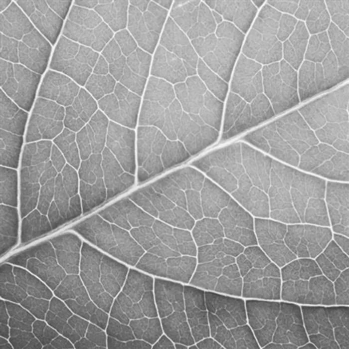 Termék főképe Ubrousky PAW L 33x33cm Leaf Close Up