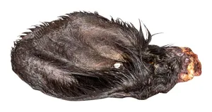 Szőrrel szárított marhafül - 1 db