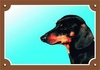 Papírenské zboží - Színes jel Figyelem kutya, Fekete sima szőrű tacskó