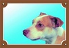 Papírenské zboží - Színes jel Figyelem kutya, Pitbull terrier
