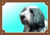 Papírenské zboží - Színes jel Figyelem kutya, Bearded collie