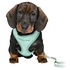 Papírenské zboží - JUNIOR SOFT hám pórázzal kölyökkutyáknak, menta M-L: 36-50 cm/10 mm, 2,00 m